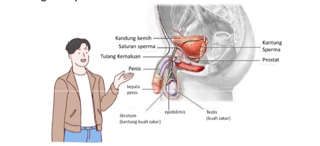 Organ Laki Laki
